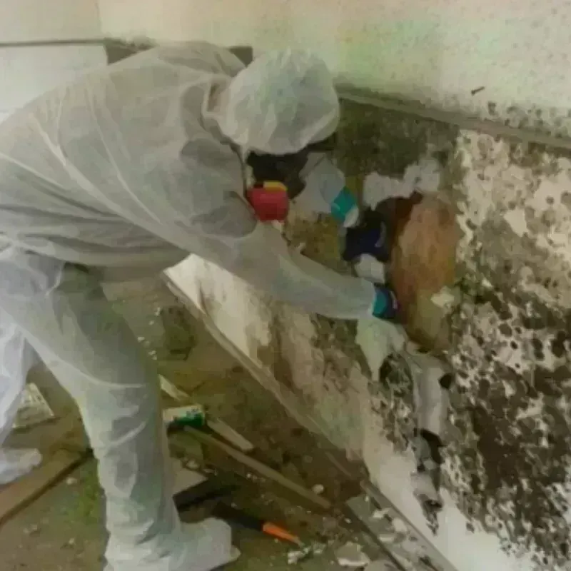 Mold Remediation and Removal in Potomac Park, MD